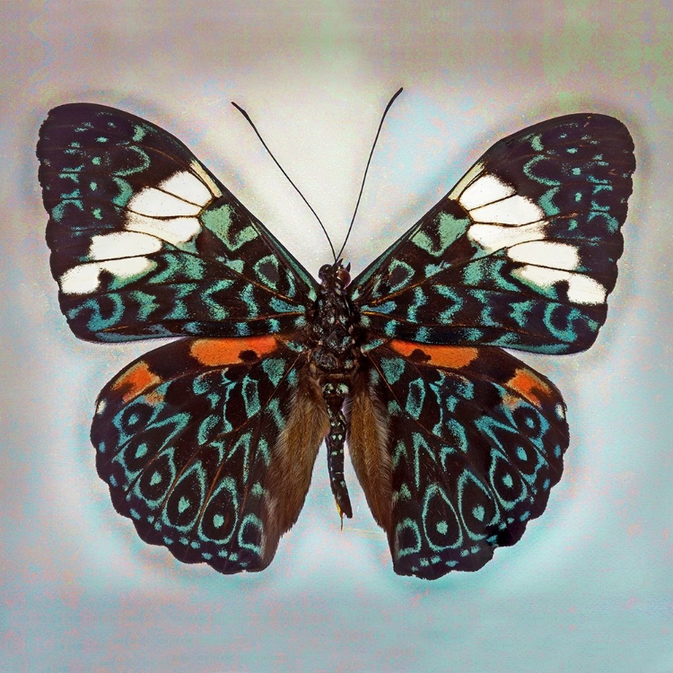 Picture of CRACKER BUTTERFLY