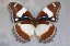 Picture of MADAGASCAR DIADEM