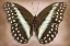 Picture of CYMOTHOE OEMILIUS