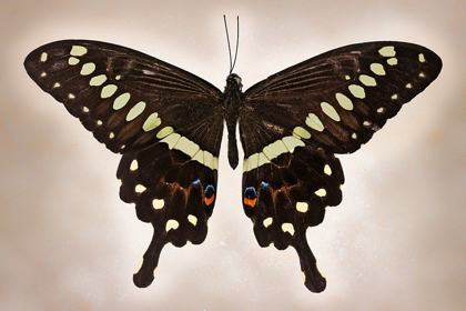 Picture of PAPILIO LORMIERI