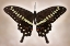 Picture of PAPILIO LORMIERI