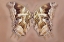 Picture of CHARAXES ANALAVA - UNDERSIDE