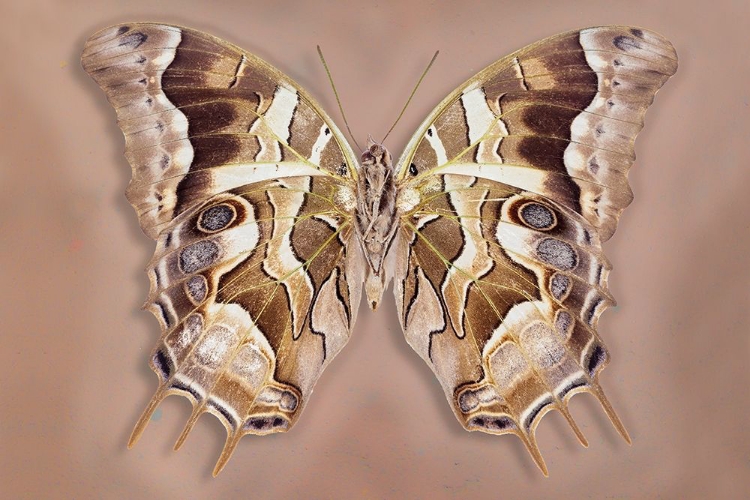 Picture of CHARAXES ANALAVA - UNDERSIDE