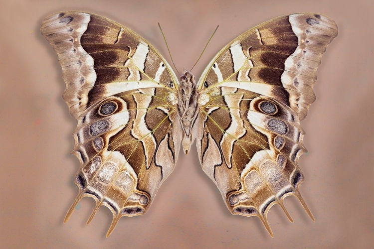 Picture of CHARAXES ANALAVA - UNDERSIDE