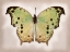 Picture of FOREST MOTHER-OF-PEARL