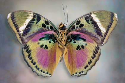 Picture of COMMON PINK FORESTER (UNDERSIDE)
