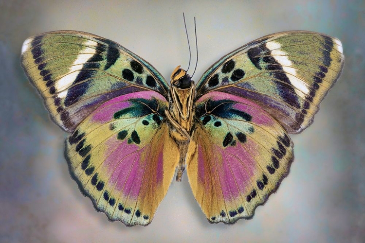 Picture of COMMON PINK FORESTER (UNDERSIDE)