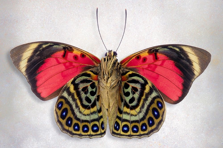 Picture of CLAUDINA AGRIAS - UNDERSIDE