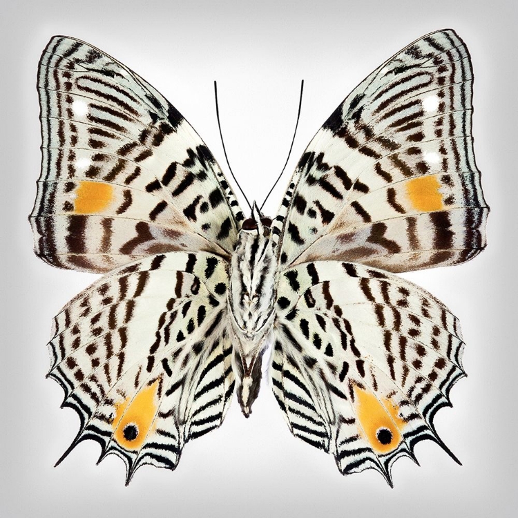 Picture of CLOWN BUTTERFLY - UNDERSIDE