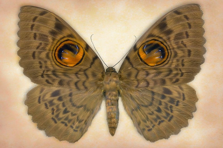 Picture of OWLET MOTH