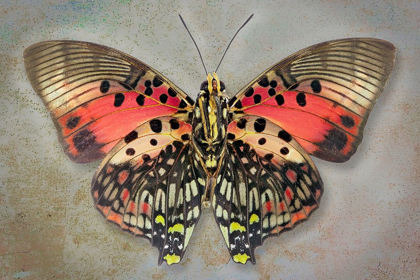 Picture of SHINING RED CHARAXES
