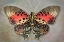 Picture of SHINING RED CHARAXES