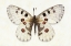 Picture of NOMION APOLLO