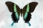 Picture of GREEN SWALLOWTAIL