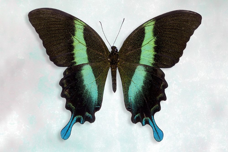 Picture of GREEN SWALLOWTAIL