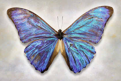 Picture of AURORA MORPHO
