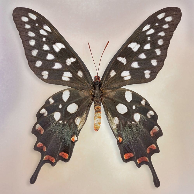 Picture of MADAGASCAN SWALLOWTAIL