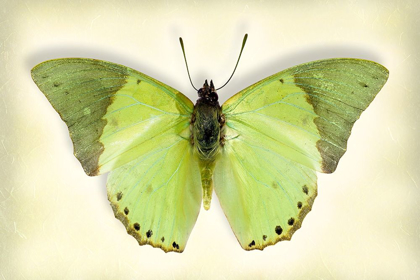 Picture of COMMON GREEN CHARAXES