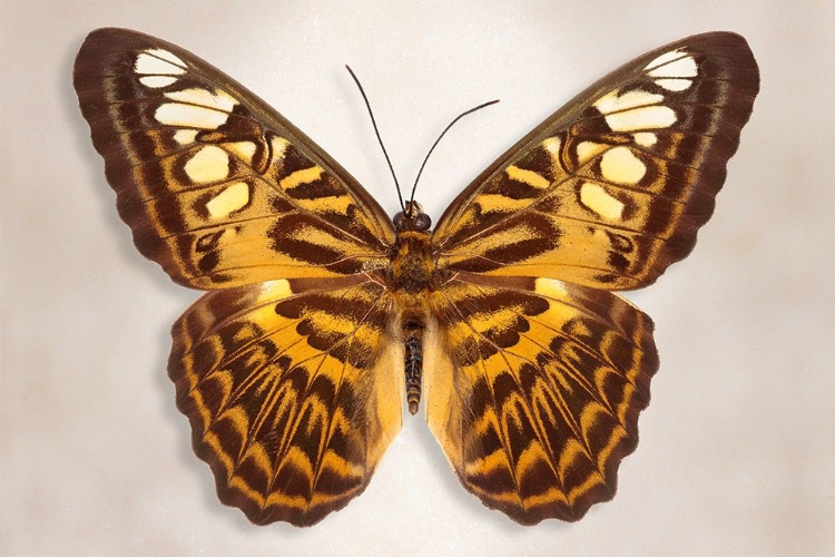 Picture of CLIPPER BUTTERFLY