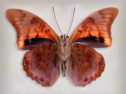 Picture of PREPONA PRAENESTE CONFUSA - UNDERSIDE