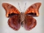 Picture of PREPONA PRAENESTE CONFUSA - UNDERSIDE