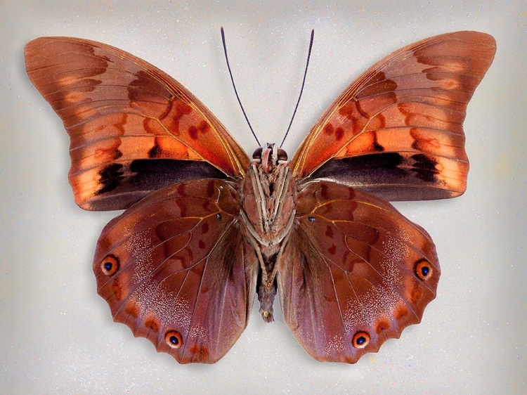 Picture of PREPONA PRAENESTE CONFUSA - UNDERSIDE