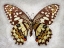 Picture of CHECKERED SWALLOWTAIL