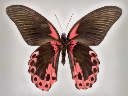 Picture of RED MORMON