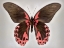 Picture of RED MORMON