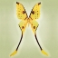 Picture of COMET MOTH