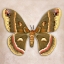 Picture of CECROPIA MOTH