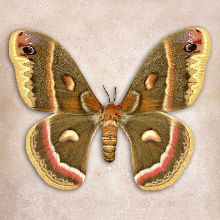 Picture of CECROPIA MOTH