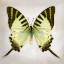 Picture of FIVEBAR SWORDTAIL