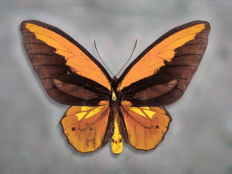 Picture of WALLACES GOLDEN BIRDWING