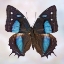 Picture of BAEOTUS BAEOTUS