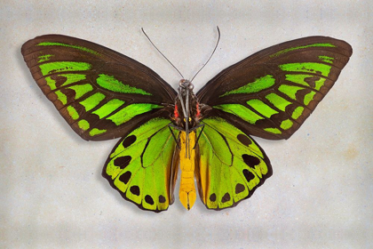 Picture of PRIAMS BIRDWING