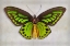 Picture of PRIAMS BIRDWING