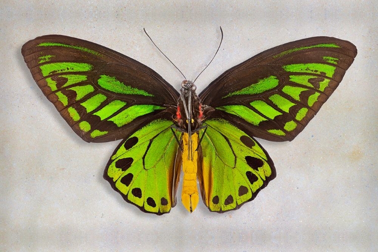 Picture of PRIAMS BIRDWING