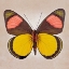 Picture of PAINTED BEAUTY UNDERSIDE