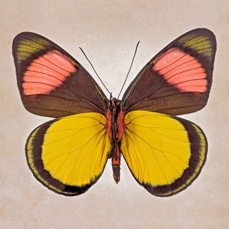 Picture of PAINTED BEAUTY UNDERSIDE
