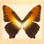 Picture of SUNSET MORPHO