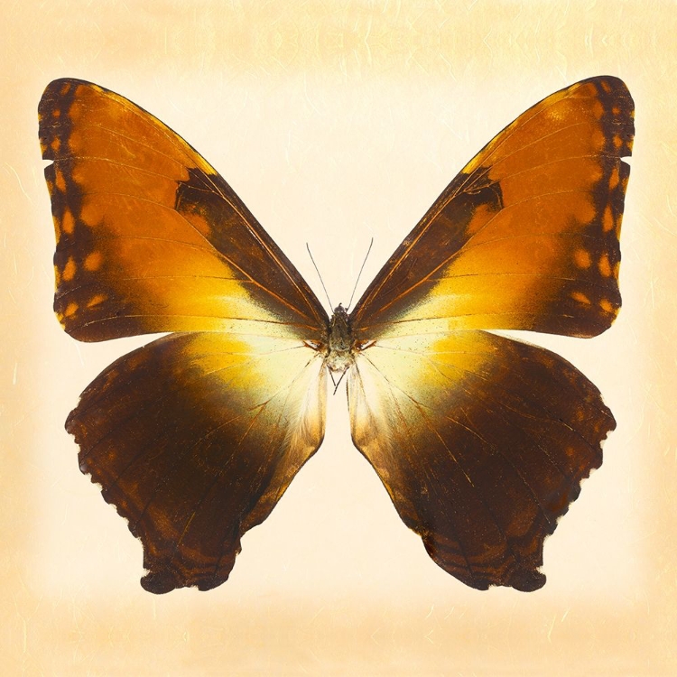 Picture of SUNSET MORPHO
