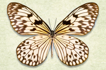 Picture of RICE PAPER BUTTERFLY