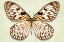 Picture of RICE PAPER BUTTERFLY