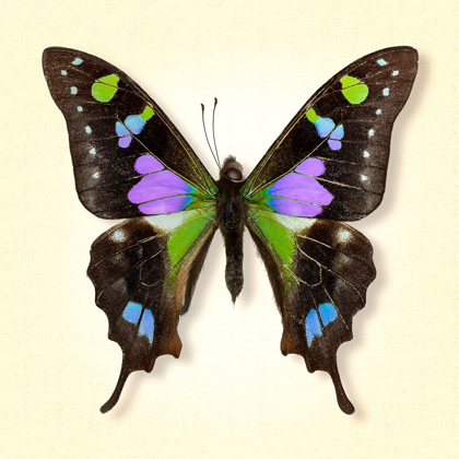 Picture of PURPLE SPOTTED SWALLOWTAIL