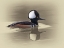 Picture of HOODED MERGANSER