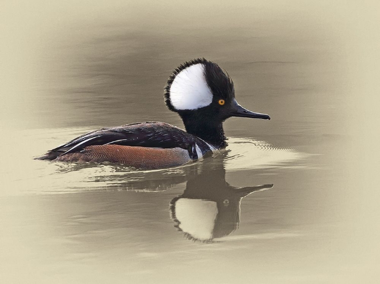 Picture of HOODED MERGANSER