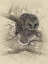 Picture of BARRED OWLET