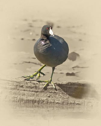 Picture of AMERICAN COOT