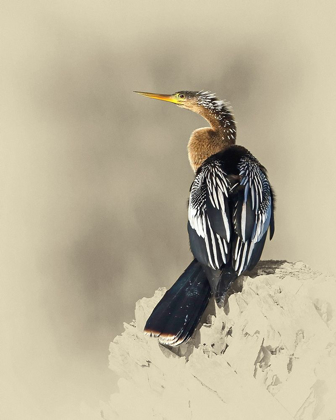 Picture of ANHINGA